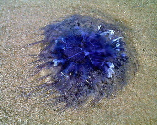 Blue jellyfish